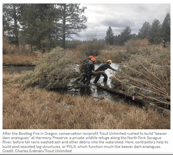 Scientific American Beaver Fire Recovery