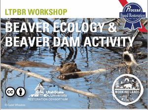 Beaver Ecology