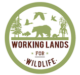 WLFW logo